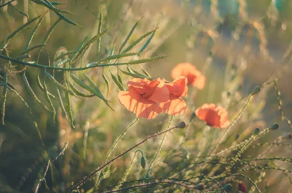 stock image beautiful red poppy flower in sunlight