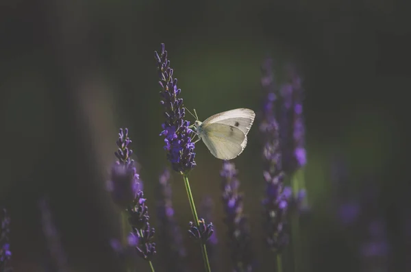 Dramatický Obraz Motýla Sedícího Levandulové Květině Kontrast — Stock fotografie