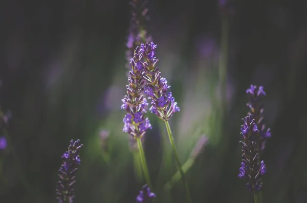 Dvě Levandulově Vonící Aromatické Květiny — Stock fotografie