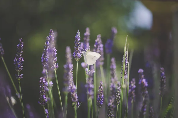 라벤더 나비의 인상적 — 스톡 사진