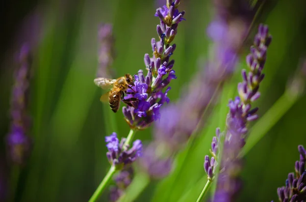 Insecte Abeille Assis Dans Une Fleur Lavande Violette Dans Une — Photo