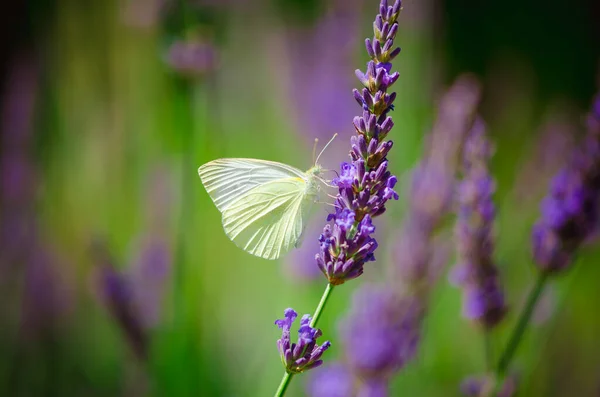 stock image dramatic image of butterfly sitting on the lavender flower in sunlight atmosphere