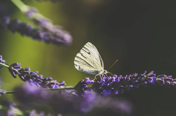 Dramatic Image Butterfly Sitting Lavender Flower Sunlight Atmosphere — Stock Photo, Image