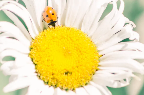 Red Ladybug Insect Beautiful White Daisy Flower — Stock Photo, Image
