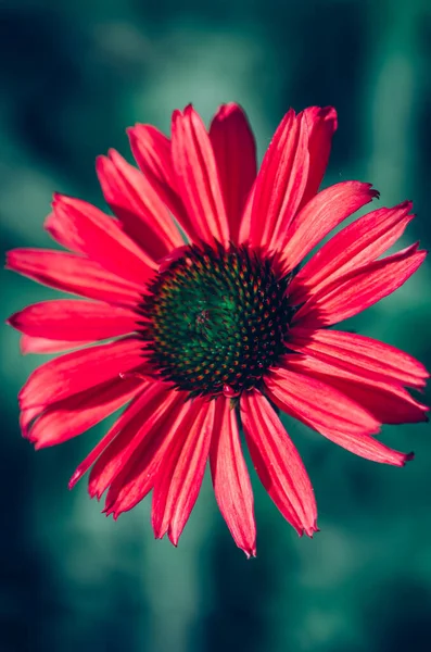 contrast of red and green colors, echinacea macro flower