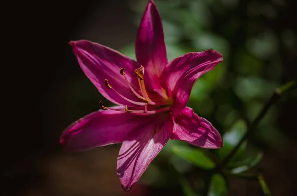 Zarif Pembe Zambak Çiçeği — Stok fotoğraf