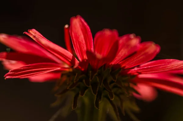 红色和绿色的对比 菊科大花 复制空间 — 图库照片