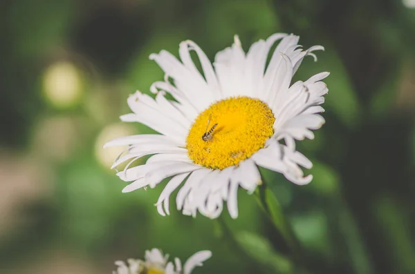 Žlutá Bílá Marguerite Sedmikráska Květina — Stock fotografie