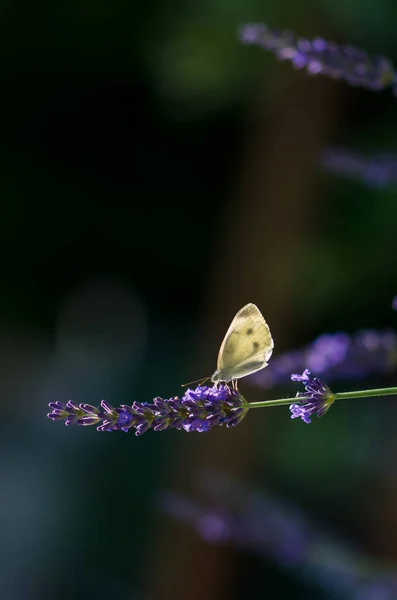 Blue Tiny Butterfly Lavender Flower — Stock Photo, Image