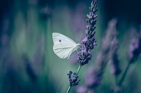 Драматическое Изображение Бабочки Сидящей Цветке Лаванды Солнечной Атмосфере Стоковое Изображение