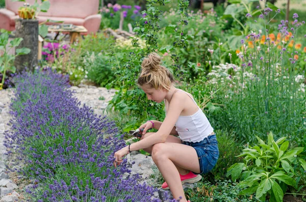 Färgglad Trädgård Med Violett Lavendel Blomma Och Barn Med Sax Stockfoto