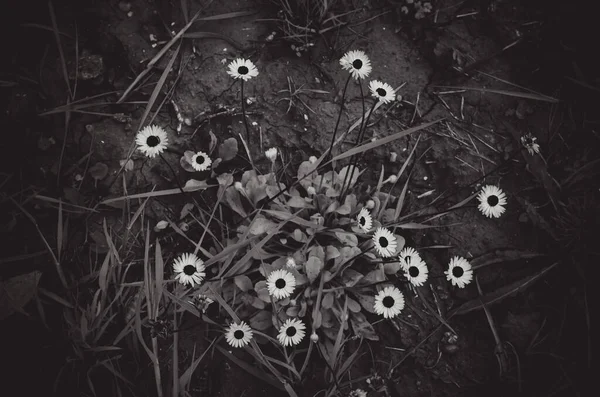 Fond Fleur Marguerite Monochrome — Photo