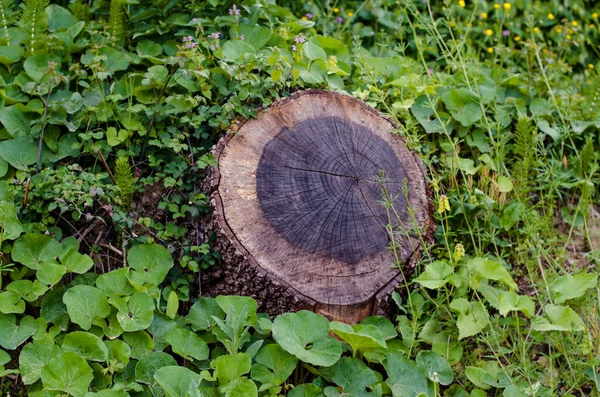 Планка Ствола Дерева — стоковое фото