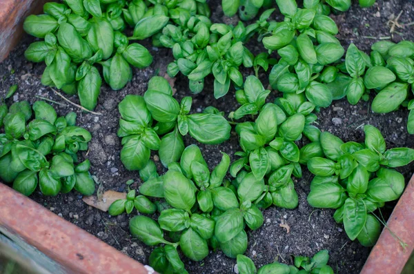 stock image young plants of green basil in pot