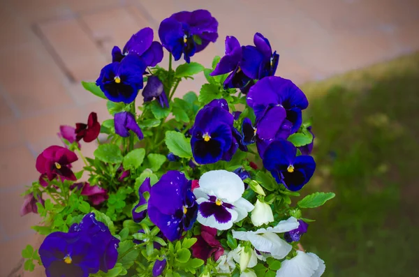 Barevné Květinové Skvrny Živé Barvy Pozadí — Stock fotografie