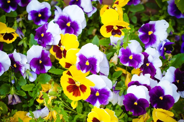 Padrões Florais Coloridos Cores Vivas Fundo — Fotografia de Stock