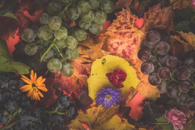 Renkli sonbahar yapraklarında yeşil ve mavi üzümler