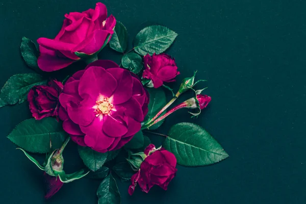 Квіти Червоної Троянди Ізольовані Чорному Фоні Стокове Зображення