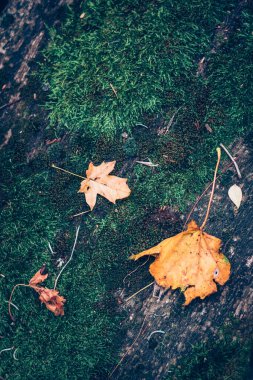 sonbahar konsepti, kuru yeşillik arkaplanı