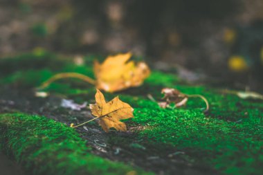 sonbahar konsepti, kuru yeşillik arkaplanı