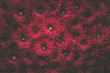 Azizler Günü sembolleri. Mezarda kasımpatı çiçekleri.