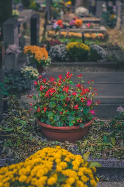 Colorful Flowers Tomb Cemetery — Stock Photo, Image