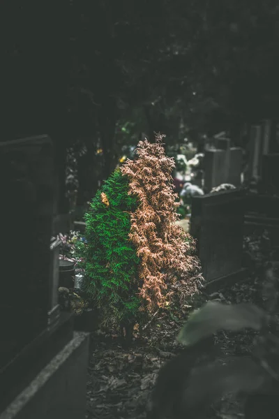 墓地里的树 半干枯半绿 — 图库照片