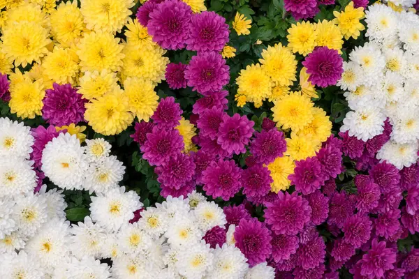 Allerheiligen Symbole Gelbe Weiße Und Lila Chrysanthemenblumen Auf Dem Grab Stockbild