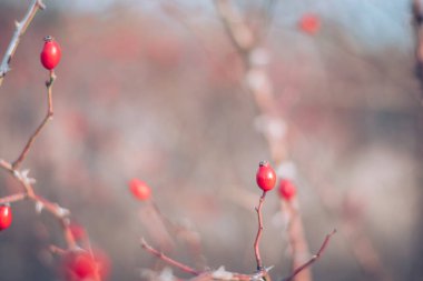 Kırmızı güllük gülistanlık, sonbahar havası.
