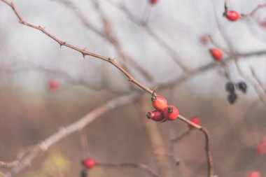 Kırmızı güllük gülistanlık, sonbahar havası.