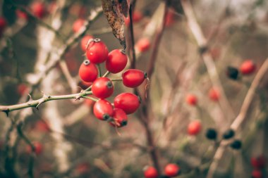 Kırmızı güllük gülistanlık, sonbahar havası.