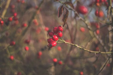 Kırmızı güllük gülistanlık, sonbahar havası.