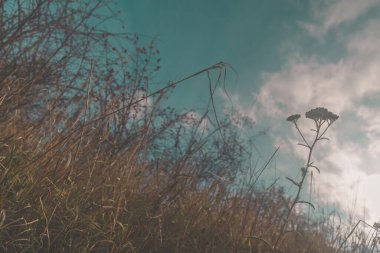 Kuru bitki dışarıda, nostaljik mavi atmopes burada.