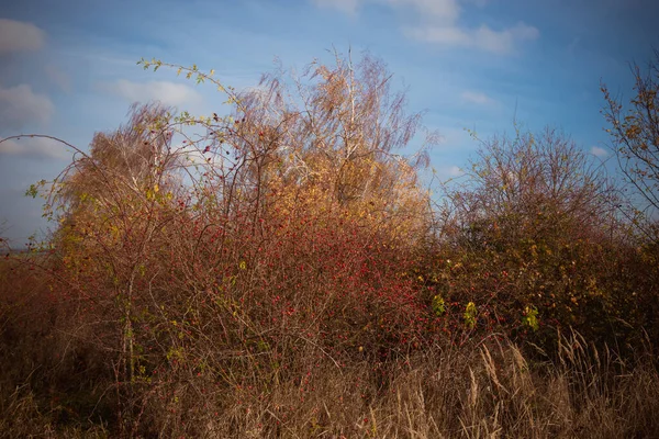 Gul Röd Orange Träd Och Blå Lila Himmel Utomhus Hösten — Stockfoto