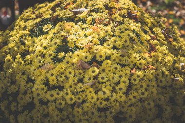 Sonbahar sarısı ve portakal yapraklarıyla kaplı kasımpatı çiçeği.