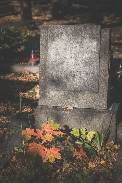 Uncared Grave Covered Autumnal Leaves Growing Plants — Stock Photo, Image