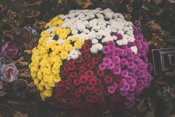 white, yellow, pink and purple colors of bunch of chrysanthemum flowers