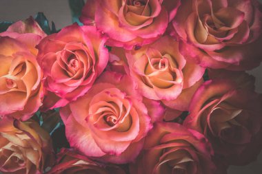 Güzel pembe gül çiçekleri