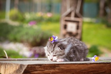 Güzel yeni doğmuş çizgili gri kedi açık havada