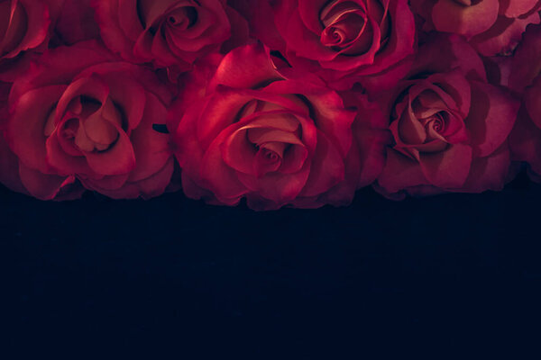 beautiful fresh pink roses flowers, black  background