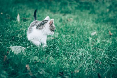 Bahçedeki çimenlerde oynayan sevimli yavru kedi yavrusu 