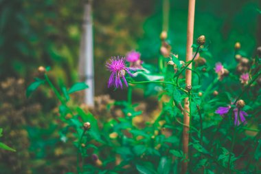 Bahçedeki pembe çiçek