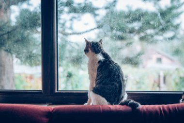 Sevimli kedi yavrusu yatıyor ve dinleniyor.