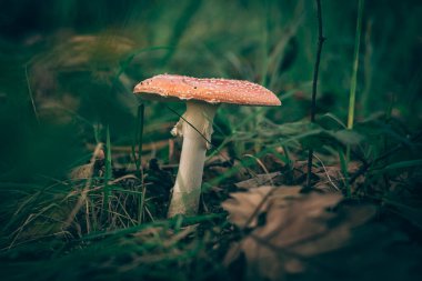 Beyaz noktalı kırmızı sinek adam.