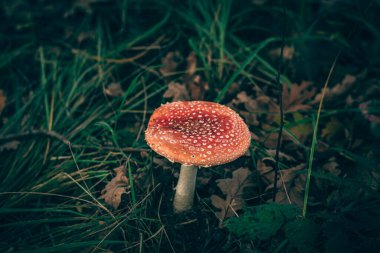 Beyaz noktalı kırmızı sinek adam.