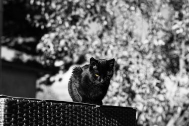 Siyah kedi portresi, parlak siyah renk