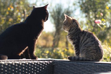 Çizgili tekir kedi ve kara kedi bir arada