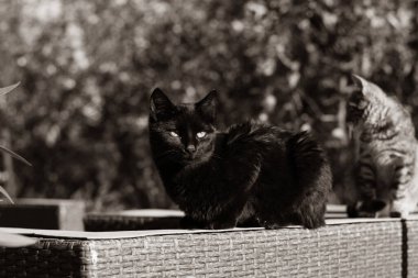 Çizgili tekir kedi ve kara kedi bir arada