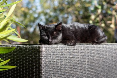 Sevimli evcil kedi güneşte dinleniyor