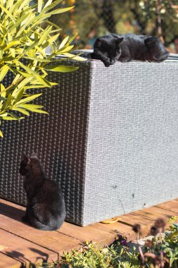 Sevimli evcil kedi güneşte dinleniyor